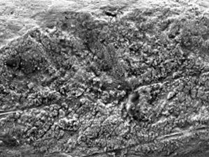 micro analysis, surface analysis, particle analysis, David Stolk